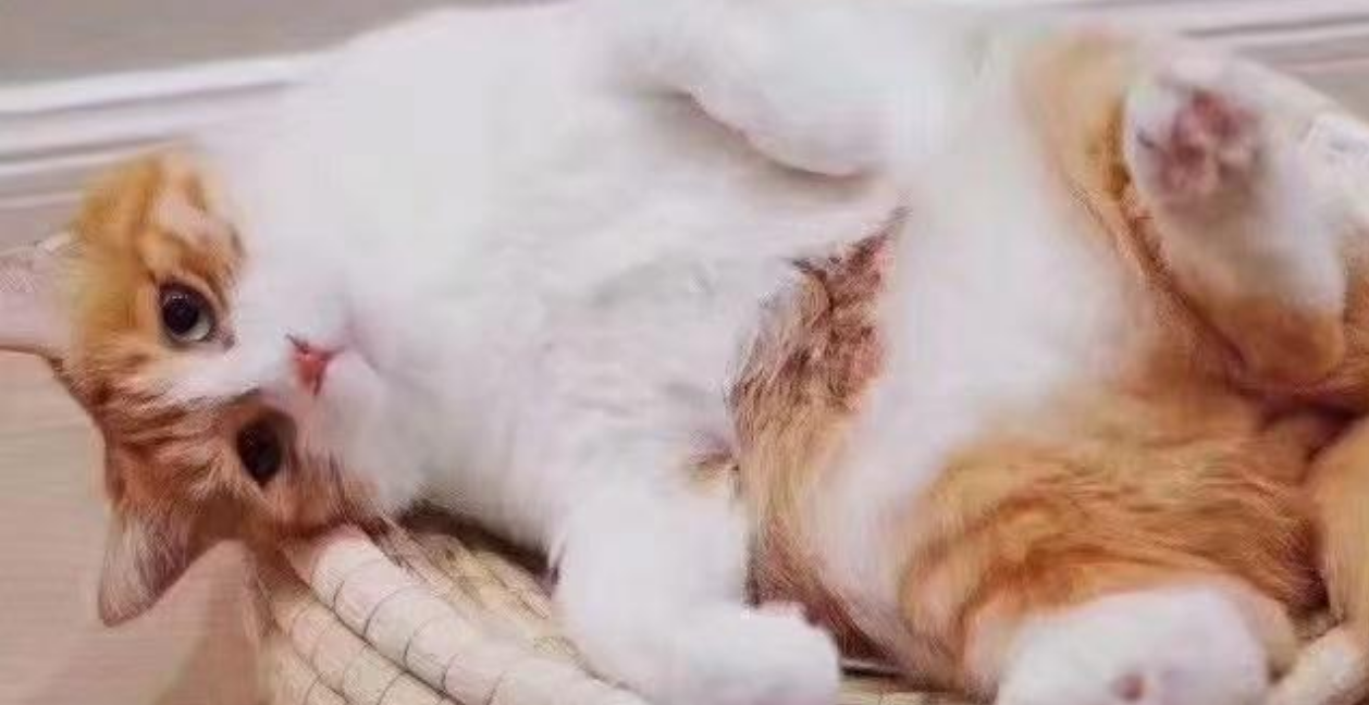 幻灯片-小宝贝网创分享